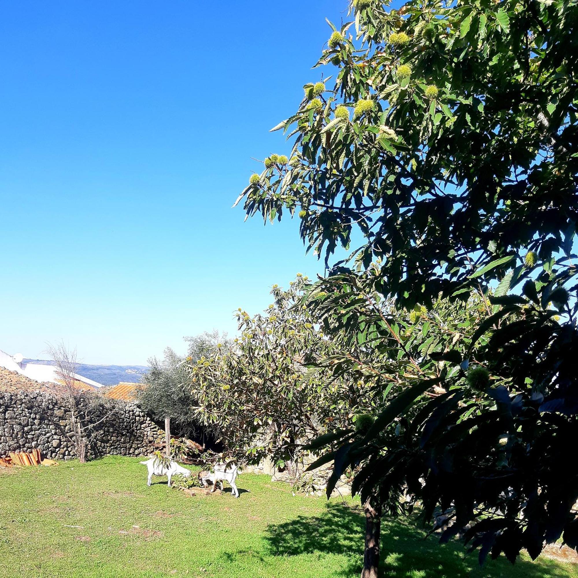 Solar Dos Carvalhos Panzió Sernancelhe Szoba fotó